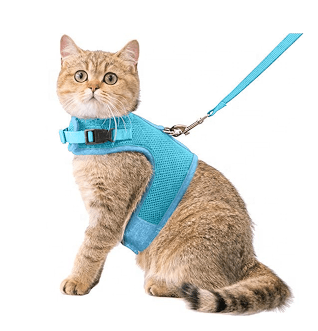 Kattentuigje met looplijn