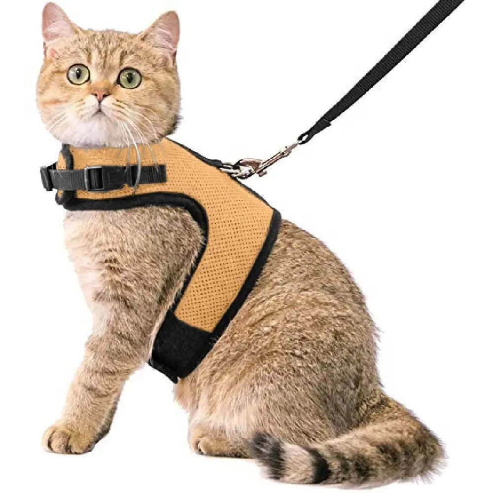 Kattentuigje met looplijn