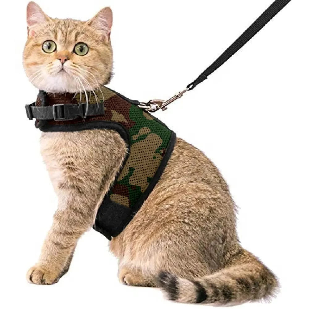 Kattentuigje met looplijn