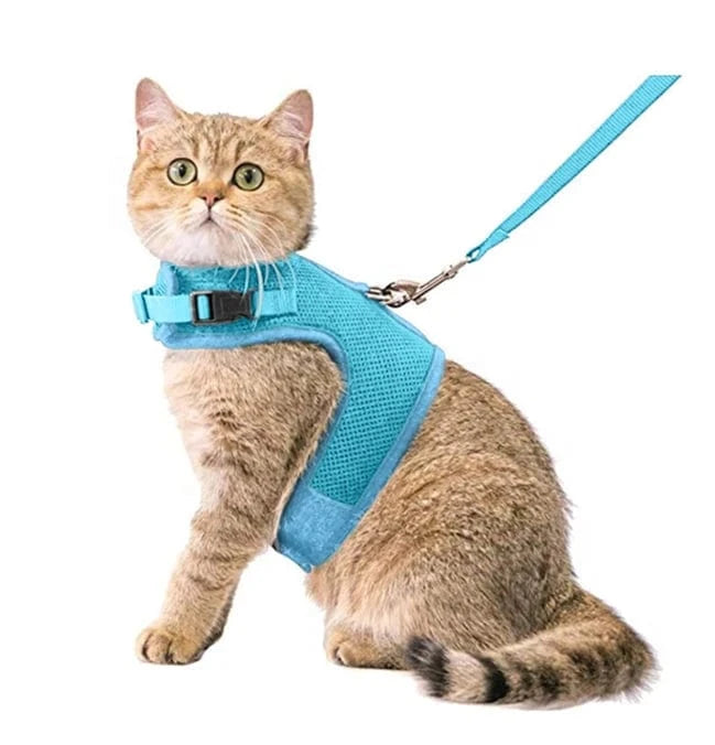 Kattentuigje met looplijn