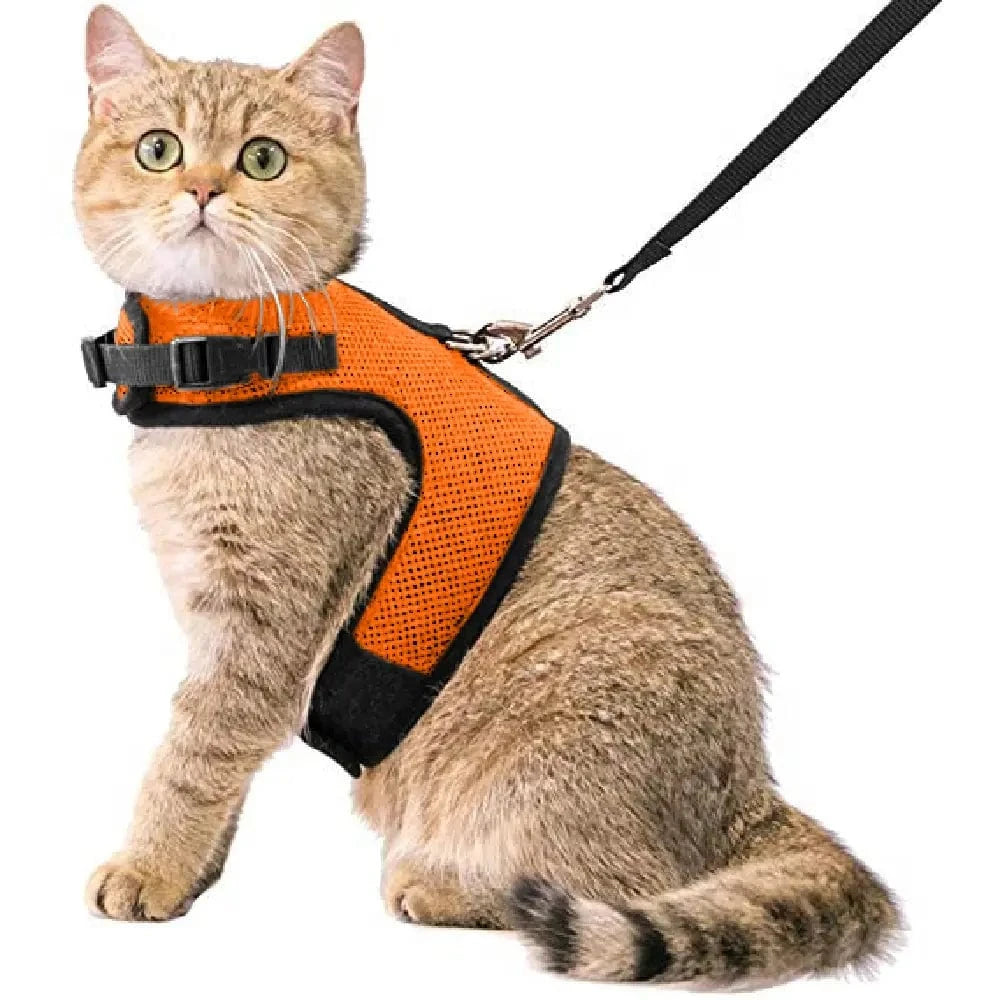 Kattentuigje met looplijn