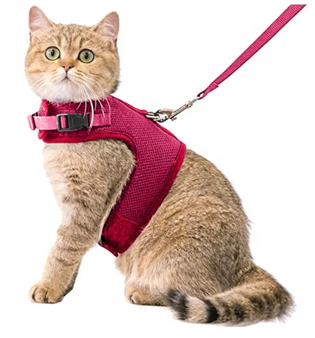 Kattentuigje met looplijn