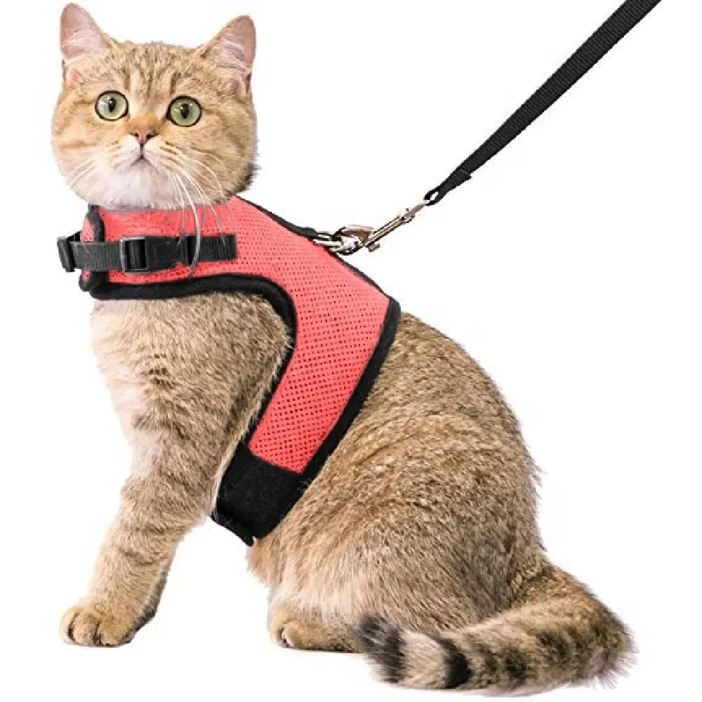 Kattentuigje met looplijn