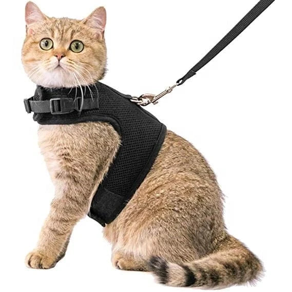 Kattentuigje met looplijn
