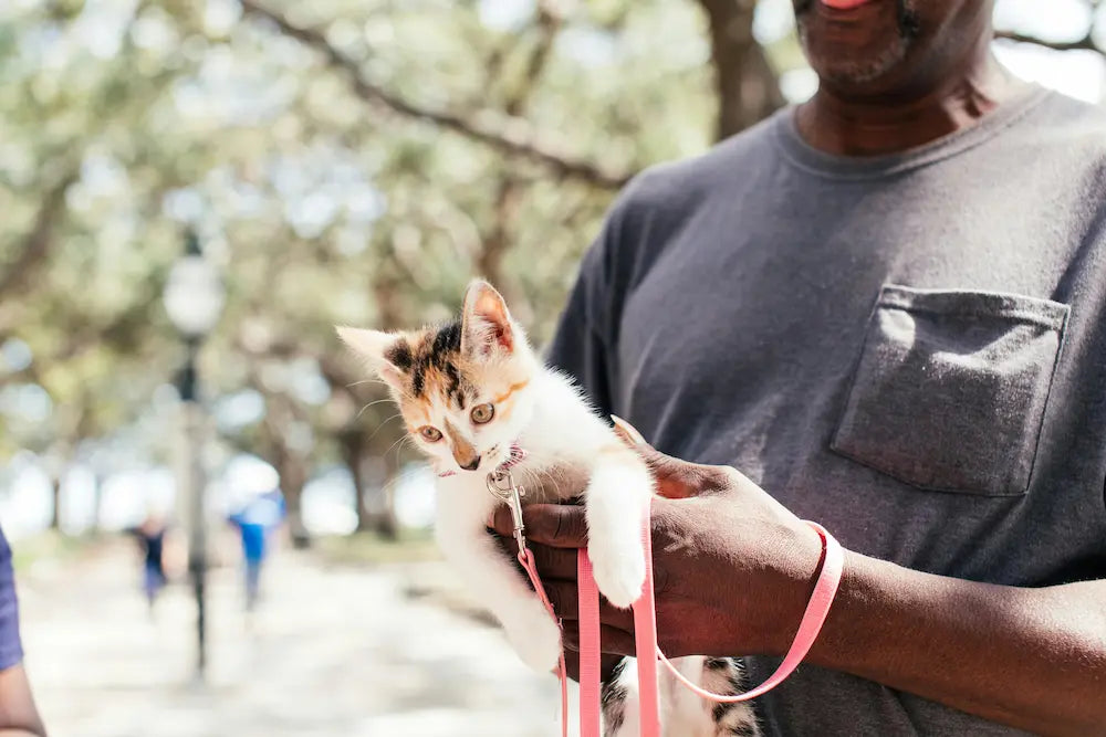 Man met kitten in de hand