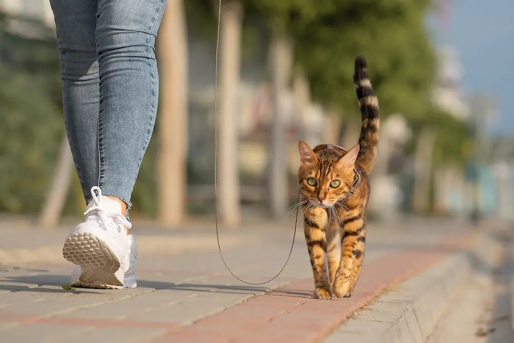 Is een kattentuigje zielig? Wat je écht moet weten