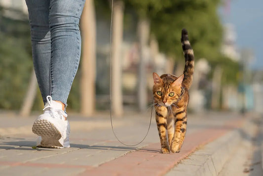 Is een kattentuigje zielig? Wat je écht moet weten